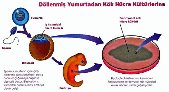 Embriyonik Kk Hcre