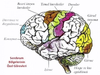 İnsanda Sinir Sistemi Merkezi Sinir Sistemi İnsanda Sinir Sistemi Merkezi Sinir Sistemi