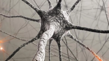 Beyin Hucreleri Yenilenir mi? Beyin Hucreleri Yenilenir mi?