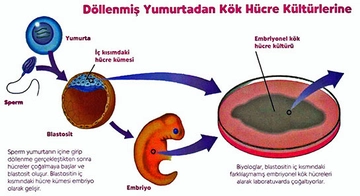 Embriyonik Kök Hücre Nedir ve Nerelerde Kullanılır? Embriyonik Kök Hücre Nedir ve Nerelerde Kullanılır?