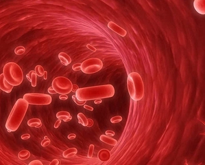 Kan Hücreleri Nelerdir? Türleri ve Faydaları Nelerdir? Kan Hücreleri Nelerdir? Türleri ve Faydaları Nelerdir?