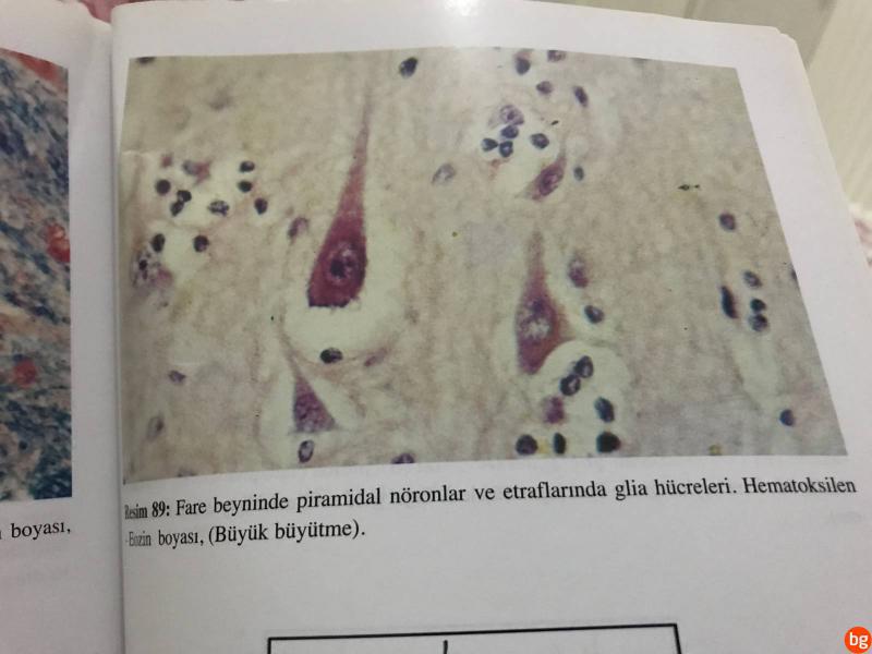 Glia Hcreleri