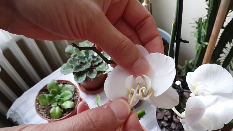 Orkide Nasl oaltlr