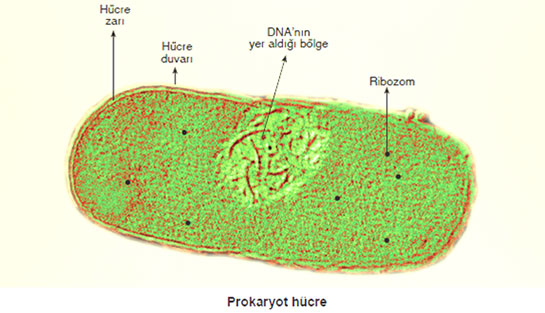 Prokaryot Hcre
